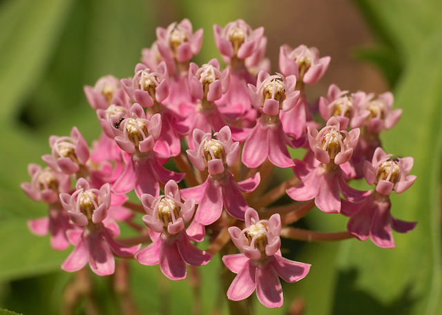 Asclepias incarnata inflorescence