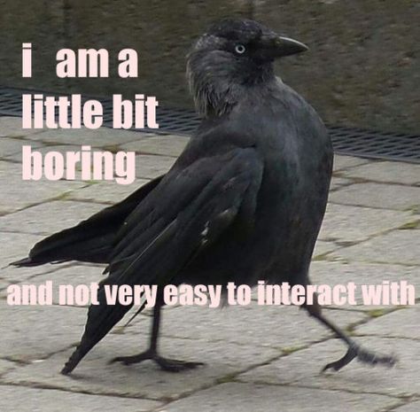 crow with text saying i am a bit boring and not very easy to interact with