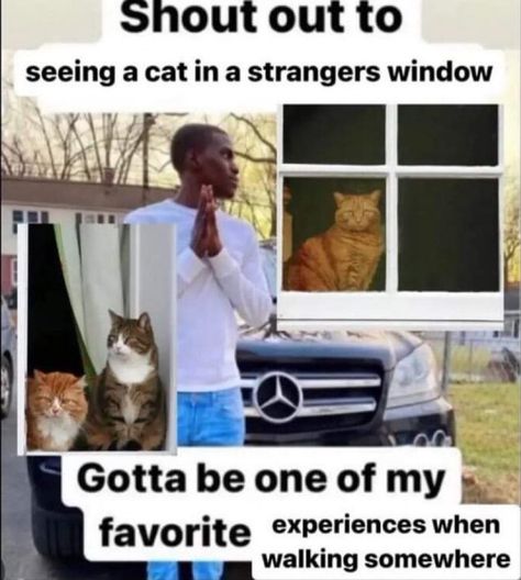 shoutout to seeing a cat in a stranger's window, gotta be one of my favorite experiences when walking somewhere